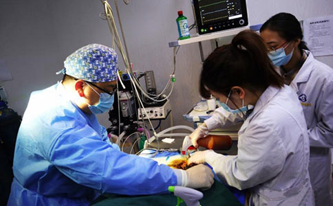 瑞沃德參與全國首例丹頂鶴下義喙手術(shù)