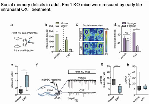 聚焦孤獨癥的遺傳基礎與神經(jīng)環(huán)路研究 