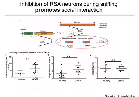 聚焦孤獨癥的遺傳基礎與神經(jīng)環(huán)路研究 