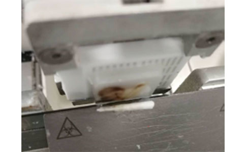 石蠟切片制作有這些問題，如何補救