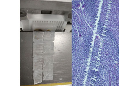 石蠟切片制作有這些問題，如何補救
