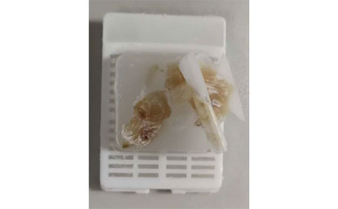 石蠟切片制作有這些問題，如何補救