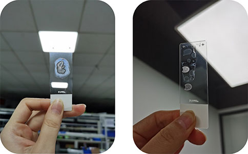 瑞沃德冰凍切片機(jī)切片實(shí)拍圖