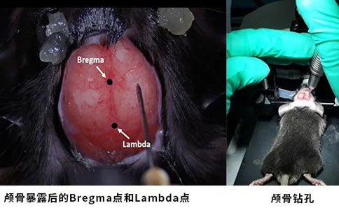 光纖記錄實(shí)驗(yàn)陶瓷插針埋植手術(shù)操作，帶你提升實(shí)驗(yàn)技能