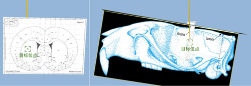  全自動(dòng)腦立體定位儀新升級(jí)~無(wú)需調(diào)平，精準(zhǔn)定位！| 特邀專欄
