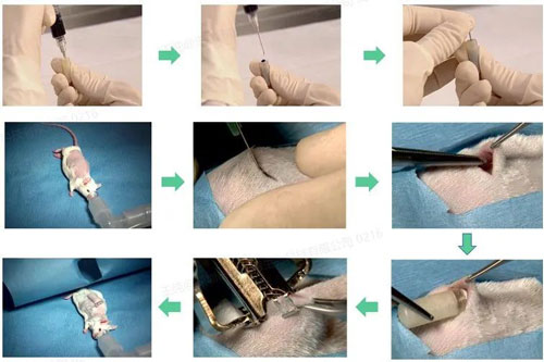 瑞沃德緩釋泵助力暨南大學(xué)張力課題組發(fā)表Science Advances文章（IF:13.6）