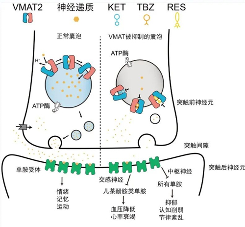 對話Nature一作武迪博士：放棄清華錄取，我更加堅定腳下的路