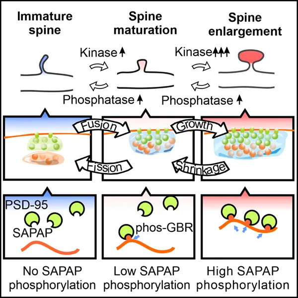 中科院院士張明杰團隊揭示無膜細胞器融合和裂變磷酸化調(diào)控機制