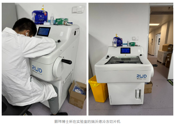 中科院院士張明杰團隊揭示無膜細胞器融合和裂變磷酸化調(diào)控機制