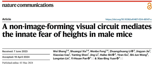 華東師大袁小兵/潘逸萱課題組揭示先天恐高反應(yīng)神經(jīng)機(jī)制