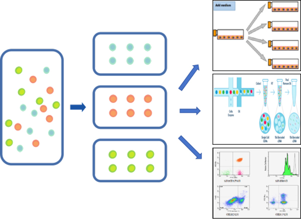 瑞沃德推出無柱式磁性細胞分選平臺，純度&效率雙優(yōu)選！僅需10min！