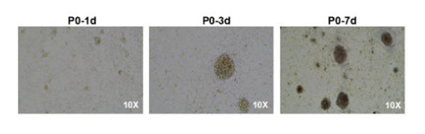 瑞沃德推出無柱式磁性細胞分選平臺，純度&效率雙優(yōu)選！僅需10min！