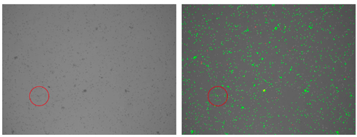 智能熒光細(xì)胞計(jì)數(shù)儀上市，搶先體驗(yàn)高效精準(zhǔn)實(shí)驗(yàn)新工具！