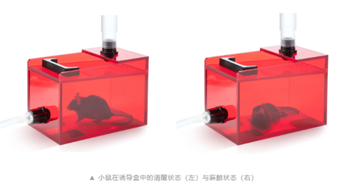 V106紅色低應(yīng)激麻醉誘導(dǎo)盒，開啟動物福利新篇章