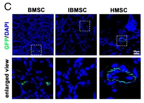 探索生物材料在免疫治療中的具體應(yīng)用——PNAS一作朱富威