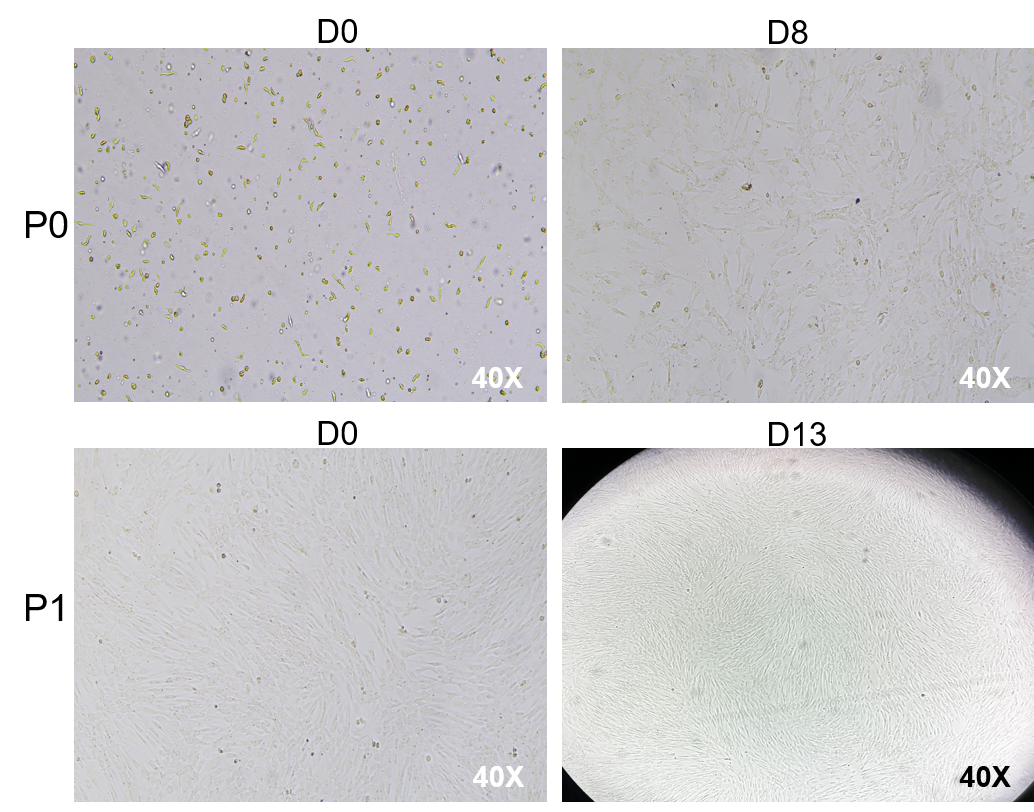 原代細(xì)胞培養(yǎng)