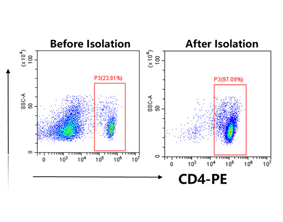 分選小鼠脾臟中的CD4+細(xì)胞